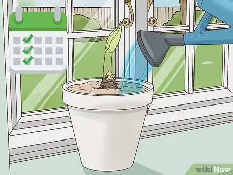 Image titled Plant Amaryllis Step 9