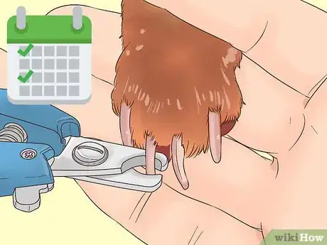 Image titled Protect Floors from Dirty Dog Paws Step 11