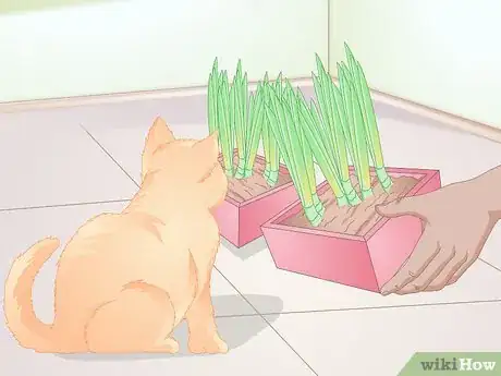 Image titled Stop Cats from Eating Indoor Plants Step 9