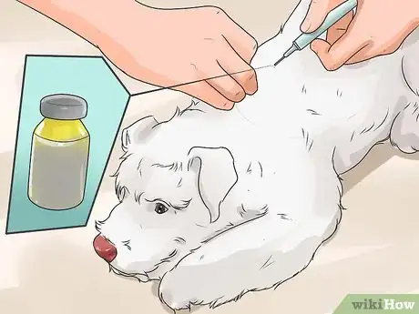 Image titled Diagnose Diabetes in Miniature Schnauzers Step 18