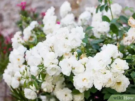 Image titled Plant a Cut Flower Garden Step 2