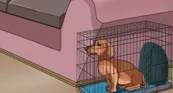 Crate Train Dachshunds