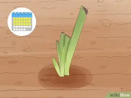 Image titled Grow Bearded Irises Step 8