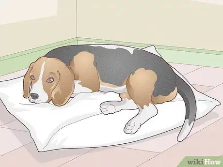 Image titled Treat Vestibular Disease in Dogs Step 16