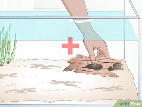 Image titled Breed Blue Gouramis Step 2