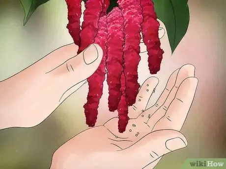 Image titled Grow Amaranth Flowers Step 14