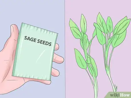 Image titled Grow Sage Step 1