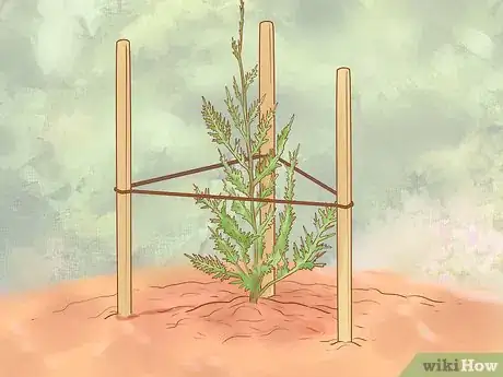 Image titled Plant Leyland Cypress Step 18