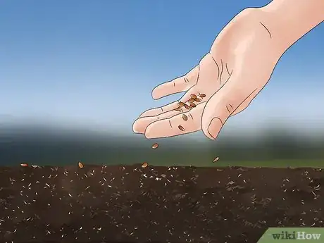 Image titled Grow Echium Step 20