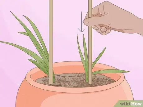 Image titled Plant Freesia Bulbs in Containers Step 7