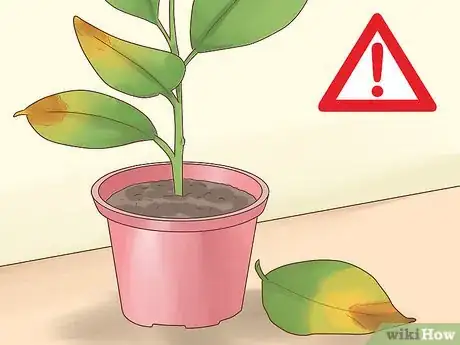 Image titled Grow a Rubber Tree Step 18