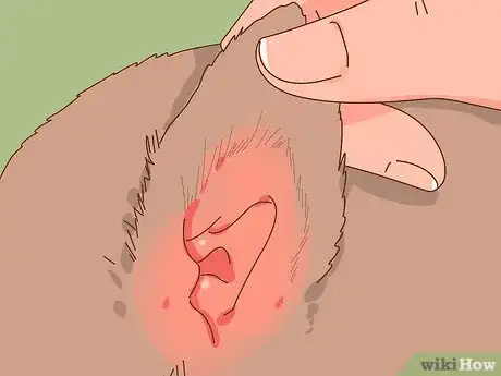 Image titled Choose the Right Kitten for Your Home Step 14