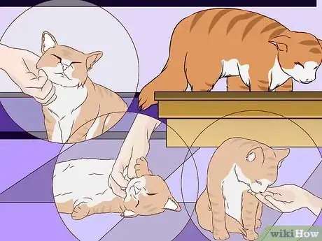 Image titled Train an Outdoor Cat to Use a Litter Box Step 10