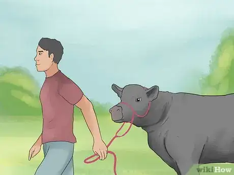 Image titled Show Heifers Step 4