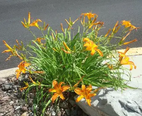 Image titled Daylillies 3