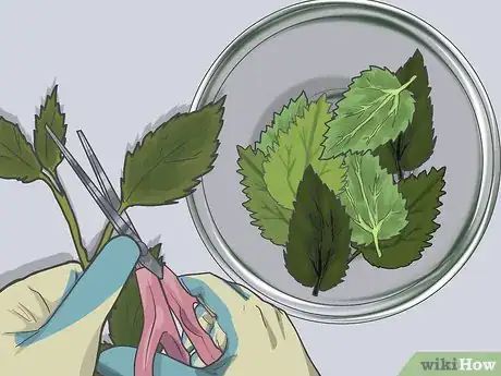 Image titled Use Nettle Leaf Step 13