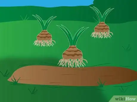 Image titled Grow Agapanthus Step 4