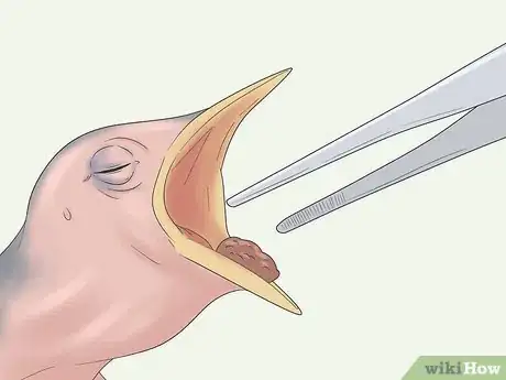 Image titled Feed a Baby Sparrow Step 8