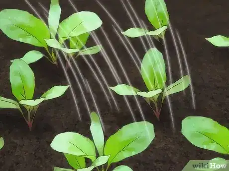 Image titled Grow Turnips Step 6