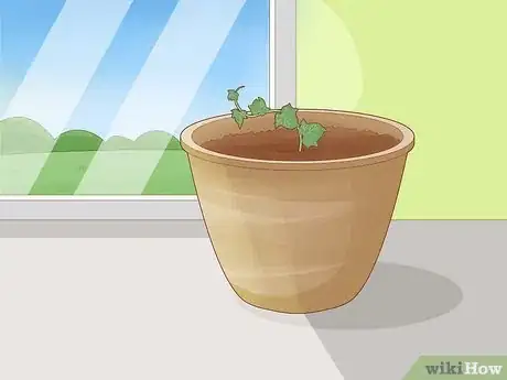 Image titled Keep an Ivy Plant Healthy Step 3