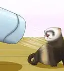 Keep Your Ferret's Hair Healthy