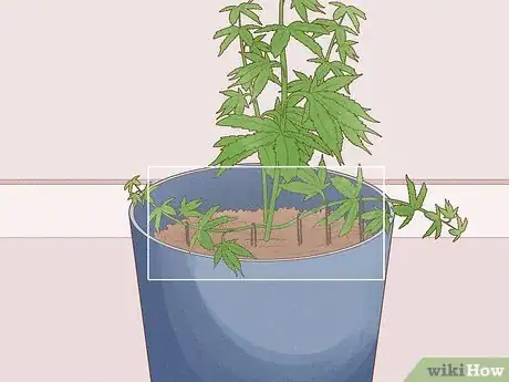 Image titled Grow Royal Gorilla Step 14