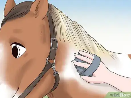 Image titled Care for a Gaited Horse Step 14