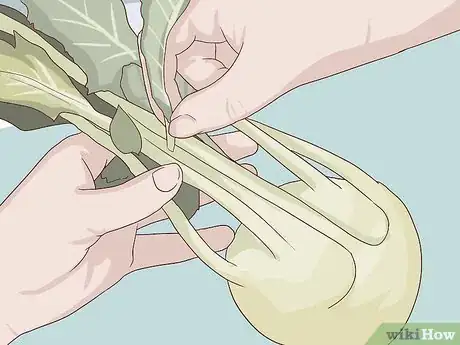 Image titled Select and Store Kohlrabi Step 7