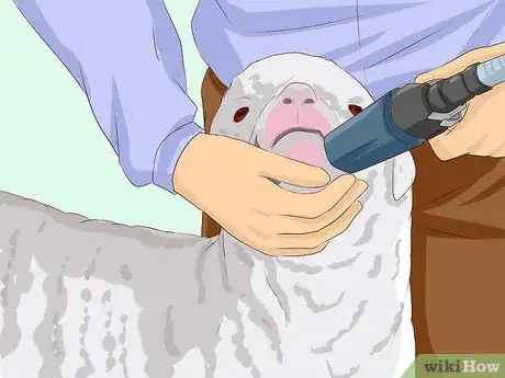 Image titled Drench Sheep Step 9