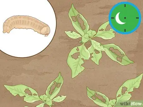 Image titled Identify Cutworm Damage Step 1