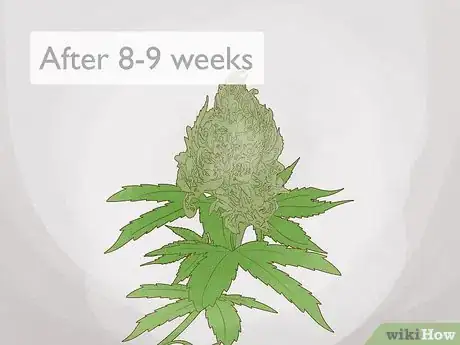 Image titled Grow Royal Gorilla Step 16