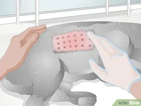 Image titled Choose Healthy Treats for a Senior Dog Step 11