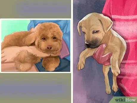 Image titled Know if a Senior Dog Is Right for Your Family Step 4