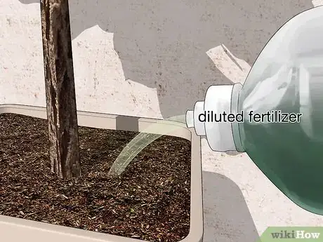 Image titled Water a Fiddle Leaf Fig Tree Step 8