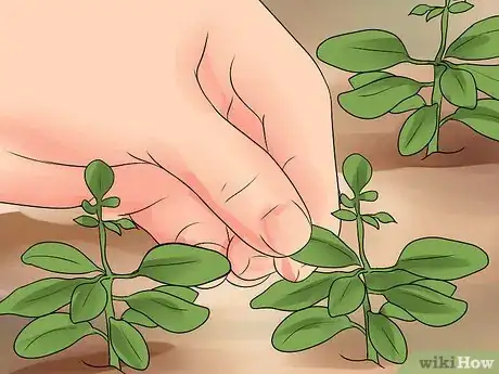 Image titled Grow Cleome Step 22