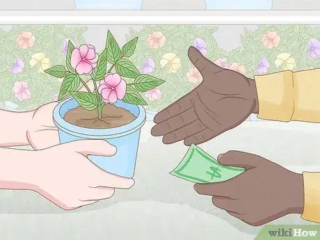 Image titled Grow New Guinea Impatiens Indoors Step 1
