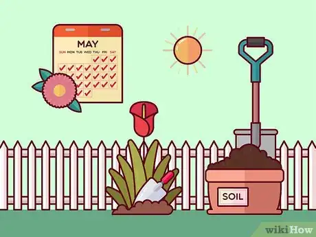 Image titled Get Calla Lilies to Flower Step 4