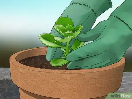 Image titled Grow Herbs in Pots Step 4