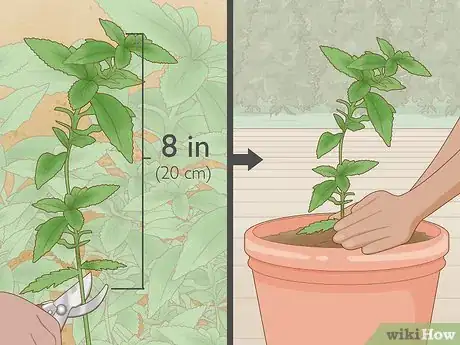 Image titled Grow Salvias Step 14