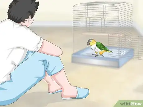 Image titled Handle Your Caique Parrot Step 8