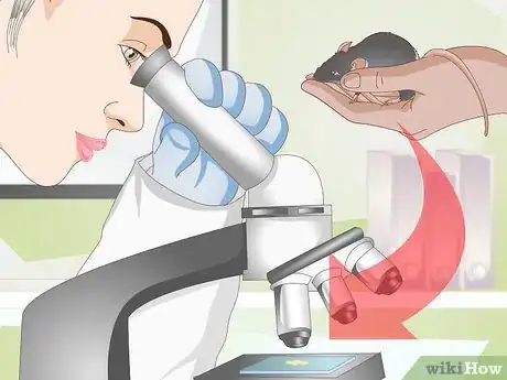 Image titled Treat Pinworms in Mice Step 1