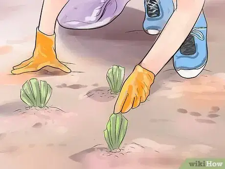 Image titled Get Irises to Bloom Step 4