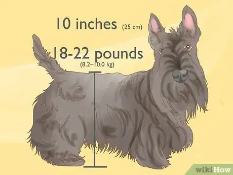 Image titled Identify a Scottish Terrier Step 1