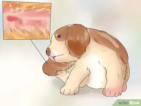 Image titled Care for English Springer Spaniels Step 19