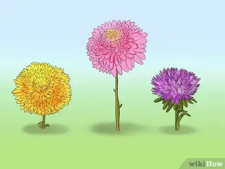 Image titled Grow Dahlias Step 1