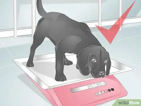 Image titled Buy Dog Diapers Step 3