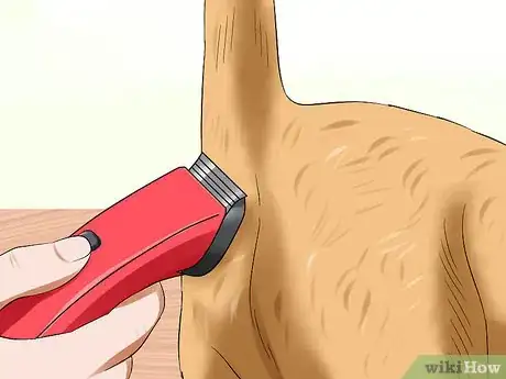 Image titled Express a Cat's Anal Glands Step 3