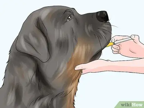 Image titled Treat Joint or Spinal Issues in Dogs with Prolotherapy Step 6