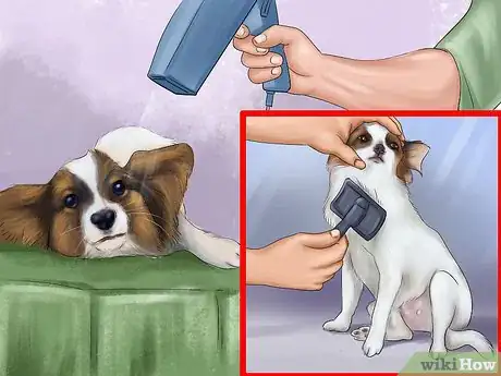 Image titled Care for Papillons Step 7