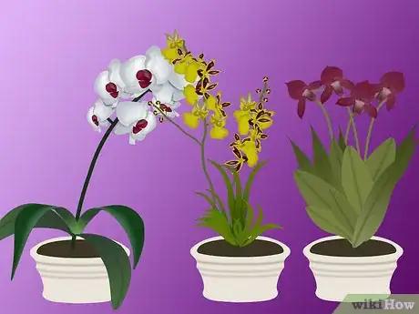 Image titled Grow Orchids Step 1